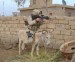 funny_pictures_Donkey_Sniper.jpg